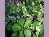 Честит Еньовден