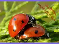 Честита Първа Пролет!